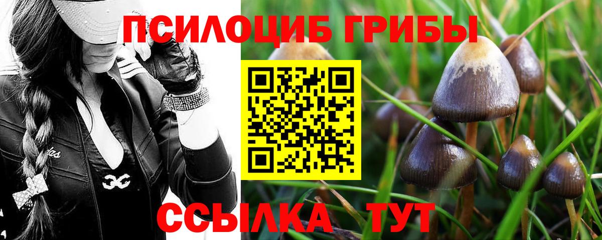 Галлюциногенные грибы мицелий  Вход с VPN  Гусев 